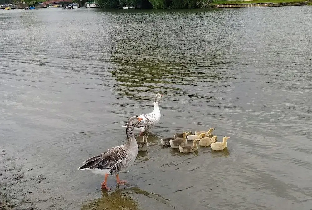 Paar- und Familientherapie Hamburg Kiel